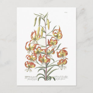 Cartão Postal Lily