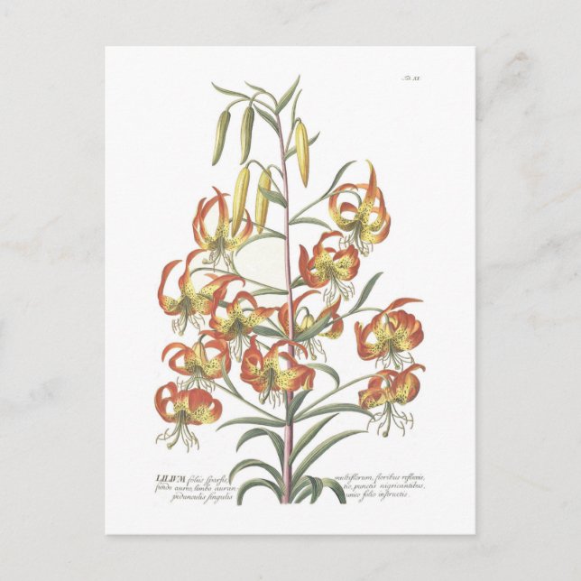 Cartão Postal Lily (Frente)