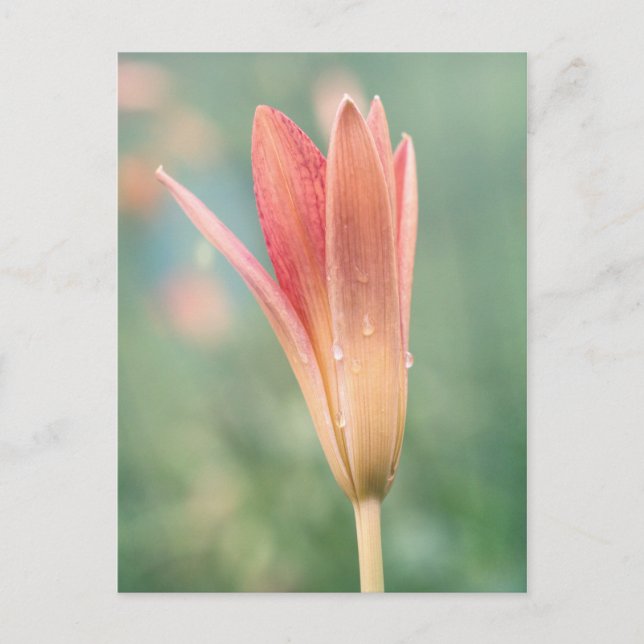 Cartão Postal Lily abrindo numa manhã de morte (Frente)