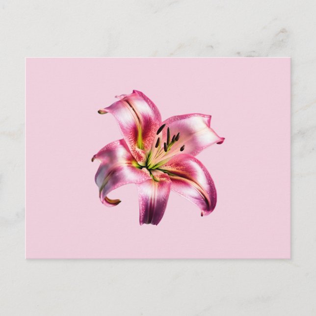 Cartão Postal Lily Asiática Rosa-Rosa Iridescente (Frente)