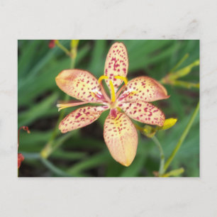 Cartão Postal Lily Blackberry pálida de laranja pálida