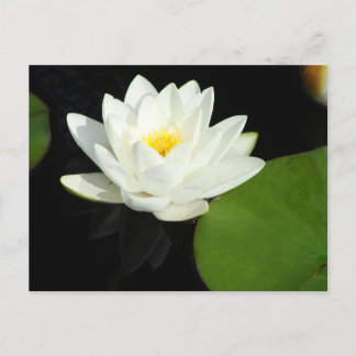 Cartão Postal Lily branca e amarela em Pond
