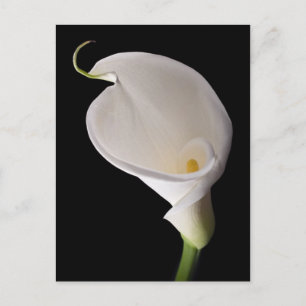 Cartão Postal Lily branca Elegante