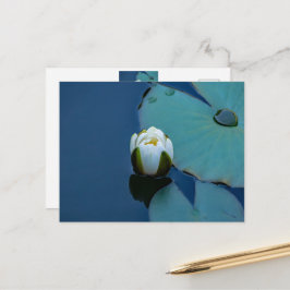 Cartão Postal Lily branca no lago, fotografia da natureza