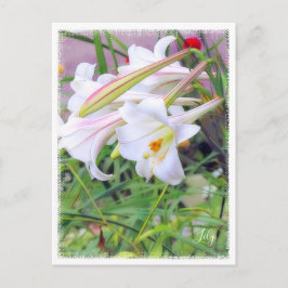 Cartão Postal Lily [Cartão Postal] ポ ス ト Equipe カ