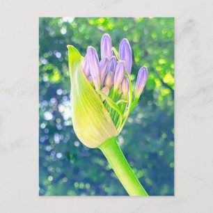 Cartão Postal Lily da Flor do Nilo Feche