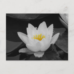 Cartão Postal Lily de Água Blk&Wht