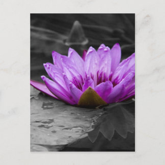 Cartão Postal Lily de água púrpura 002 Fundo preto e branco