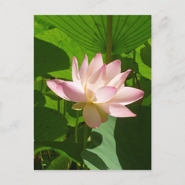 Cartão Postal Lily de Água Rosa (Frente)