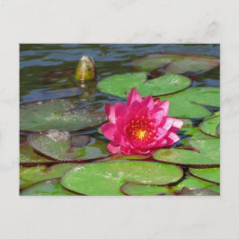 Cartão Postal Lily de água rosa dos Jardins Sunken 10
