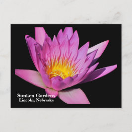 Cartão Postal Lily de água roxa linda #800Nw 800