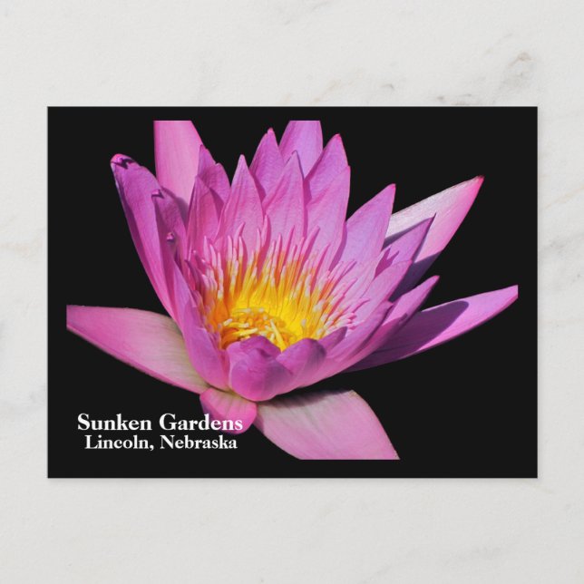 Cartão Postal Lily de água roxa linda #800Nw 800 (Frente)