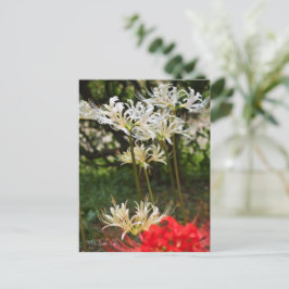 Cartão Postal Lily De Aranha Branca ポ ス ト カ Equipe