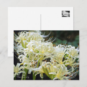 Cartão Postal Lily De Aranha Branca ポ ス ト カ Equipe