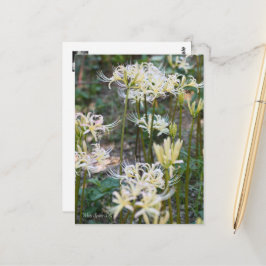 Cartão Postal Lily De Aranha Branca ポ ス ト カ Equipe