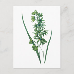 Cartão Postal Lily de milho-africano (Ixia viridiflora) por Redo