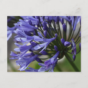 Cartão Postal Lily do Nilo (Agapanthus sp.)
