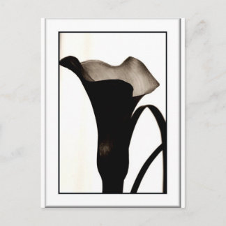 Cartão Postal Lily Escura