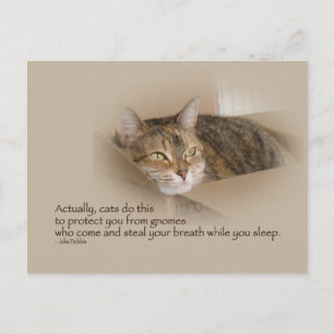 Cartão Postal Lily nº 1