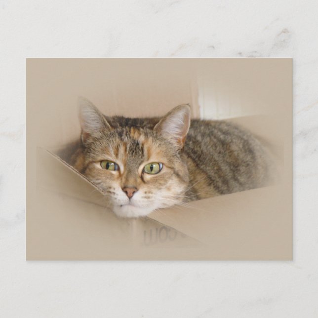 Cartão Postal Lily nº 2 (Frente)