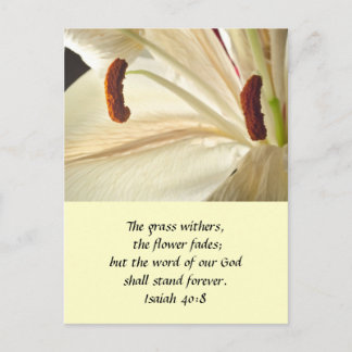 Cartão Postal Lily of Light