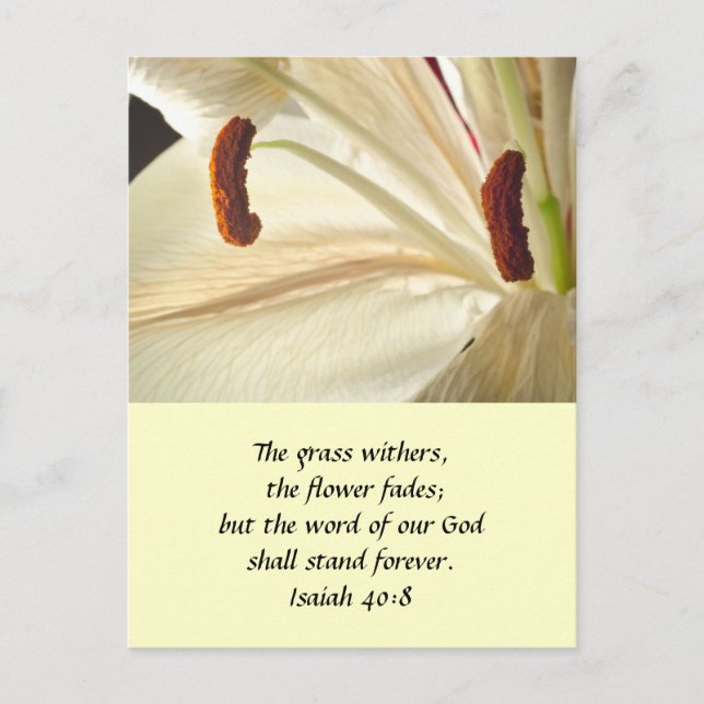 Cartão Postal Lily of Light (Frente)