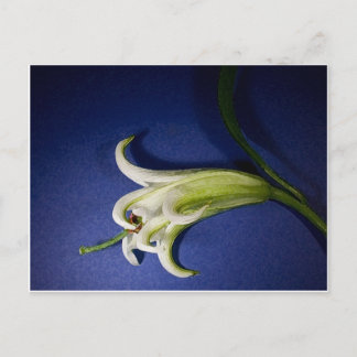 Cartão Postal Lily On Blue