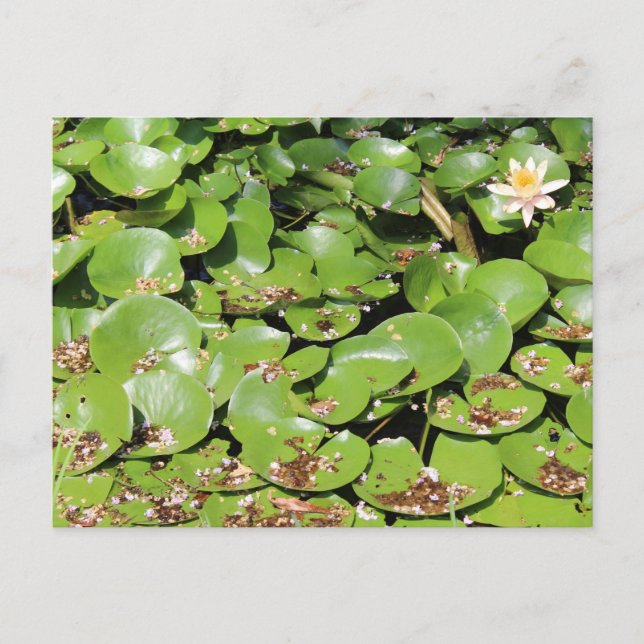 Cartão Postal Lily Pad nº 1 (Frente)