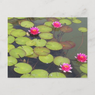 Cartão Postal Lily Pads e Lotus Zen Posta Card