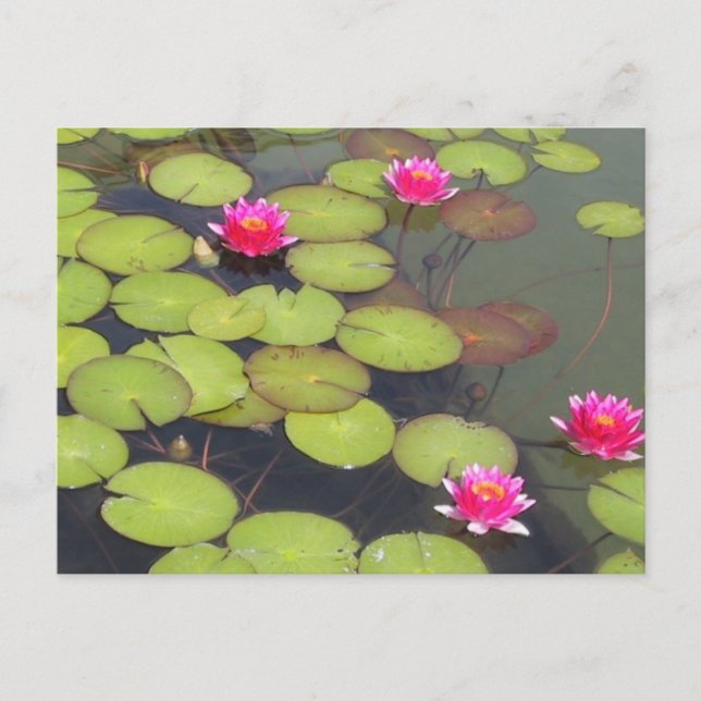 Cartão Postal Lily Pads e Lotus Zen Posta Card (Frente)