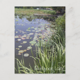 Cartão Postal Lily Pads em Reelfoot Lake