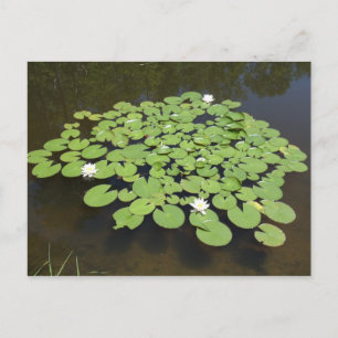 Cartão Postal Lily Pads no Pond - Cartão-postal