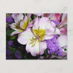 Cartão Postal Lily peruana