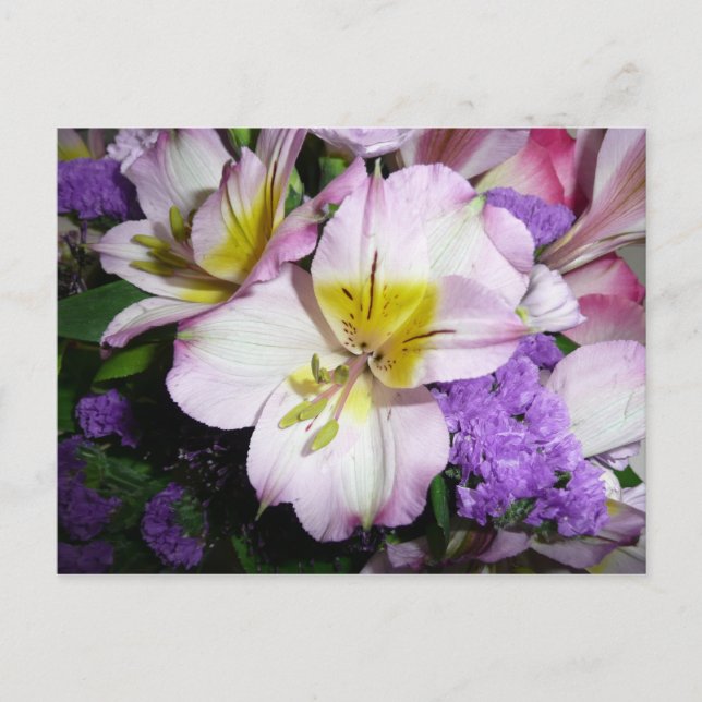 Cartão Postal Lily peruana (Frente)