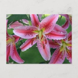 Cartão Postal Lily Pink Stargazer