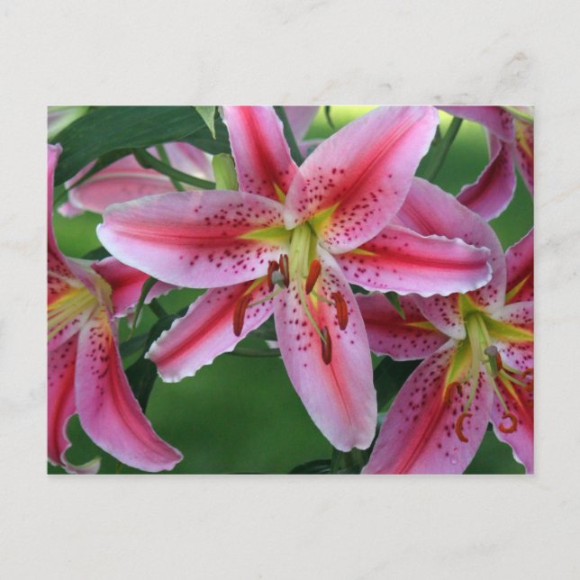 Cartão Postal Lily Pink Stargazer (Frente)