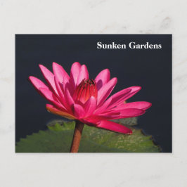 Cartão Postal Lily rosa de água sunken Gardens #90N 090