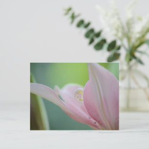 Cartão Postal Lily rosa por Shirley Taylor
