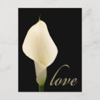 Lily solteiro White
