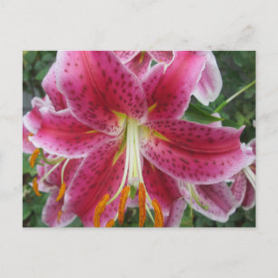 Cartão Postal Lily Stargazer Purple Flower