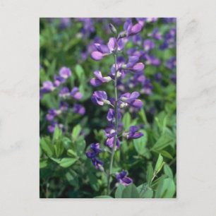 Cartão Postal Limão Blue False Indigo (Baptisia Australis) voad
