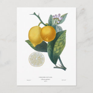 Cartão Postal Limão por Pierre - Antoine Poiteau
