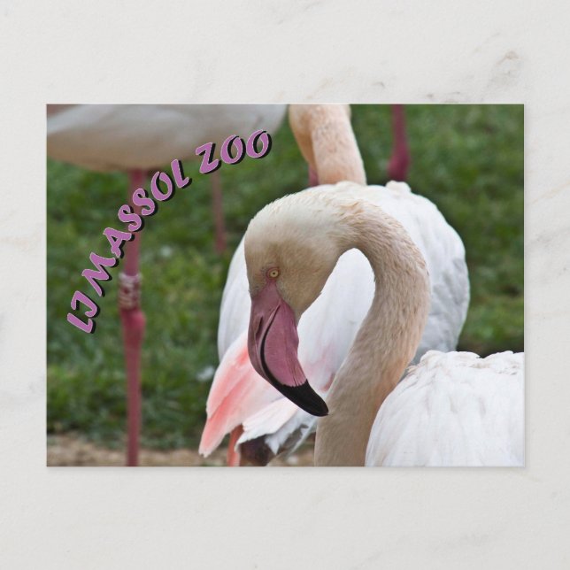 Cartão Postal Limazzol zoo flamingo (Frente)