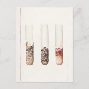 Cartão Postal Limões (Citrus Aurantiifolia) Pintura Por Aquarela