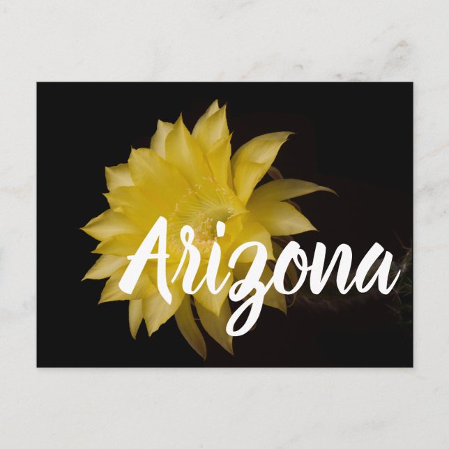 Cartão Postal Limon Pie Cactus Flower Delight, Arizona (Frente)
