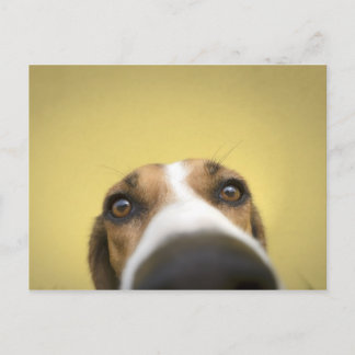 Cartão Postal limpador de lentes