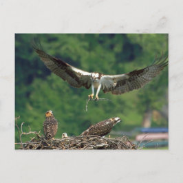 Cartão Postal Limpe a pista