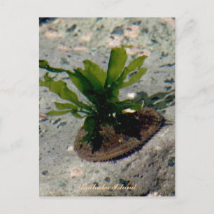 Cartão Postal Limpet com Kelp, Ilha de Unalaska