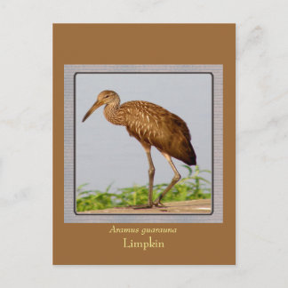 Cartão Postal LImpkin