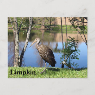 Cartão Postal Limpkin - Cartão-postal de aprendizagem - Flórida
